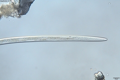 Bursaphelenchus xylophilus