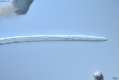 Bursaphelenchus xylophilus