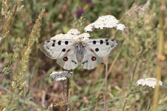 Parnassius apollo graslini