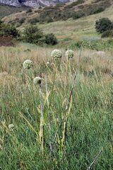 Allium drobovii
