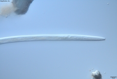 Bursaphelenchus xylophilus