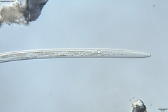 Bursaphelenchus xylophilus