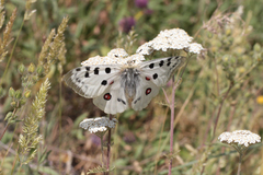 Parnassius apollo graslini