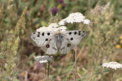 Parnassius apollo graslini