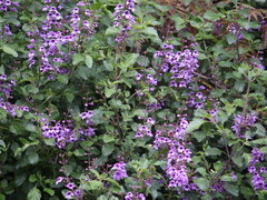 Prostanthera melissifolia