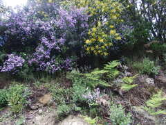 Prostanthera melissifolia
