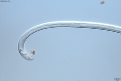 Bursaphelenchus xylophilus