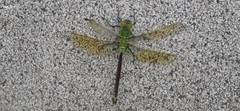 Anax parthenope julius