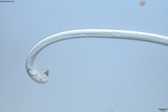 Bursaphelenchus xylophilus