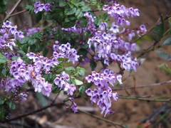 Prostanthera melissifolia
