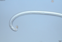 Bursaphelenchus xylophilus