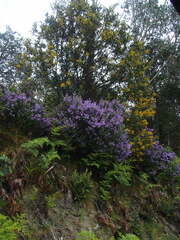 Prostanthera melissifolia
