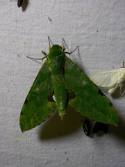 Euchloron megaera