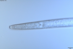 Bursaphelenchus xylophilus