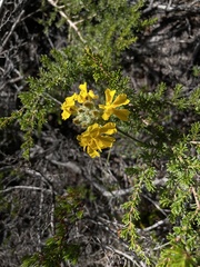 Goodenia glomerata