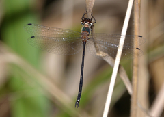 Austrophya mystica