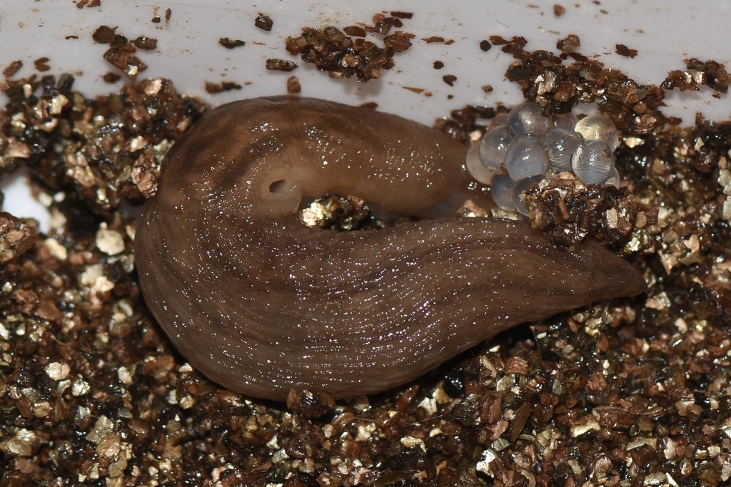 Striped Greenhouse Slug