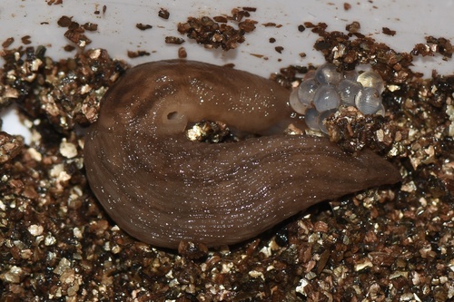 Representative image of Ambigolimax valentianus