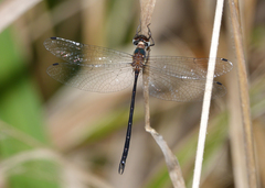 Austrophya mystica