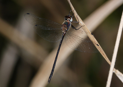 Austrophya mystica