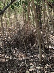 Chlamydera nuchalis