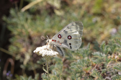 Parnassius apollo graslini