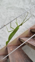 Podacanthus viridiroseus