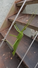Podacanthus viridiroseus