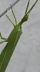 Podacanthus viridiroseus