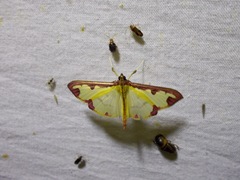 Cadarena pudoraria