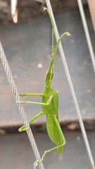 Podacanthus viridiroseus