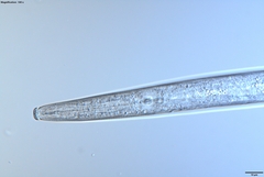 Bursaphelenchus xylophilus