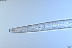 Bursaphelenchus xylophilus