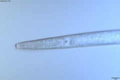 Bursaphelenchus xylophilus