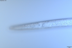 Bursaphelenchus xylophilus