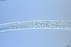 Bursaphelenchus xylophilus