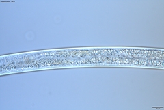 Bursaphelenchus xylophilus