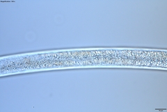 Bursaphelenchus xylophilus