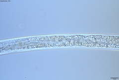 Bursaphelenchus xylophilus