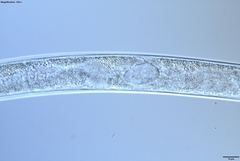 Bursaphelenchus xylophilus