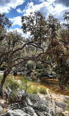 Angophora floribunda