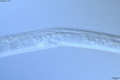 Bursaphelenchus xylophilus