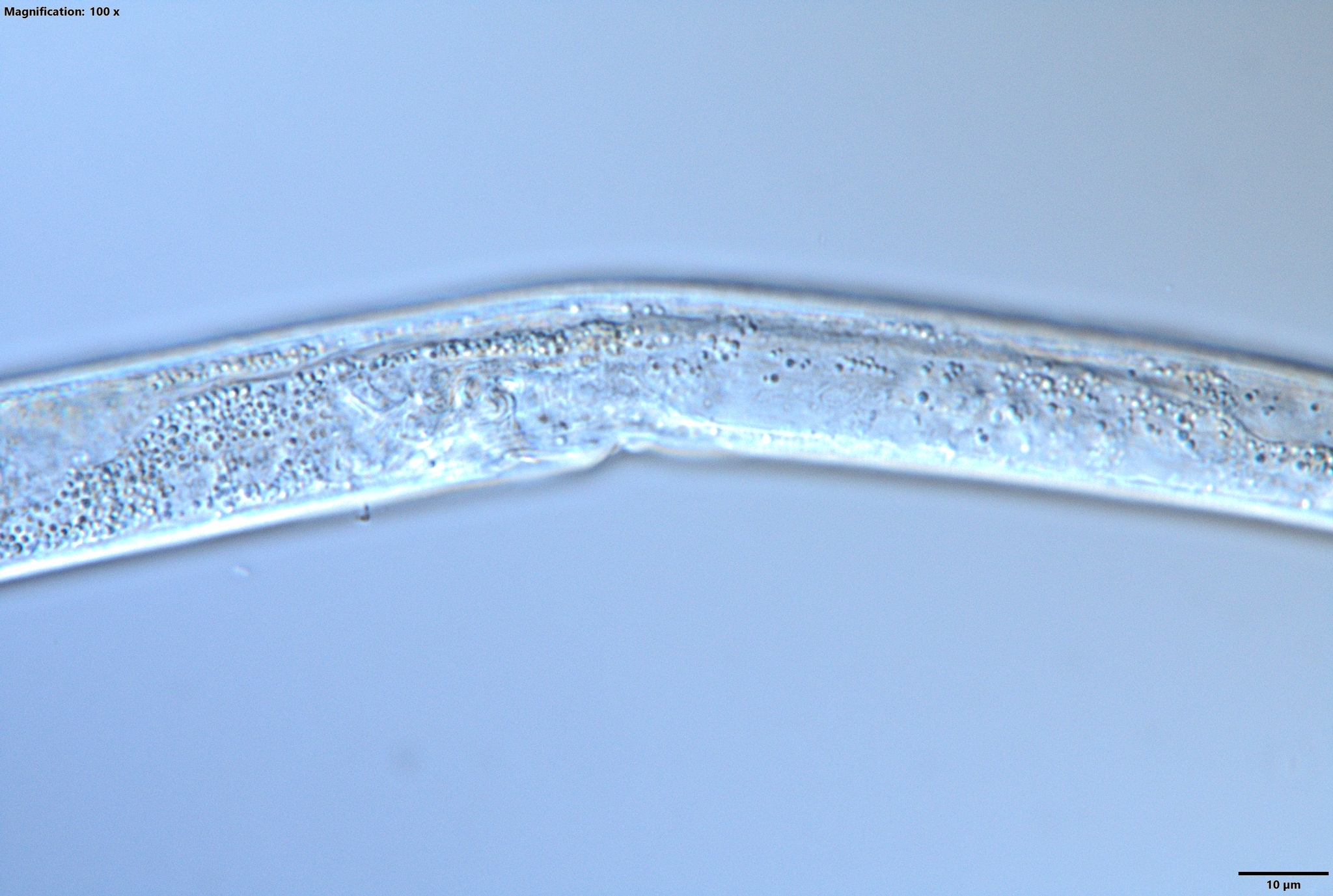 Aphelenchoididae