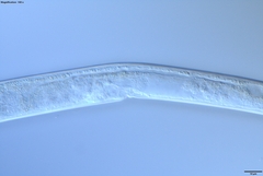 Bursaphelenchus xylophilus