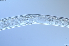 Bursaphelenchus xylophilus