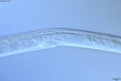 Bursaphelenchus xylophilus