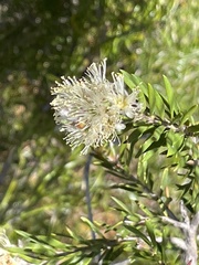 Melaleuca capitata