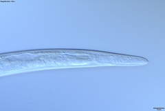 Bursaphelenchus xylophilus