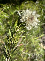 Melaleuca capitata