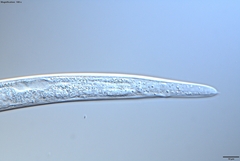 Bursaphelenchus xylophilus